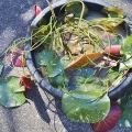A potted water lily is ready for division.