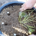 Gently press the soil down around the edges of the container and the plant.