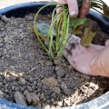 Make sure that the plant is securely in the soil with the crown exposed.