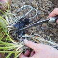 Using a clean knife, cut the rhizome, leaving at least one crown per division.