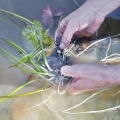 Clean the rhizome after removing it.