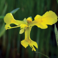 1901yellowflag