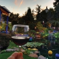 Living the Pond Life!