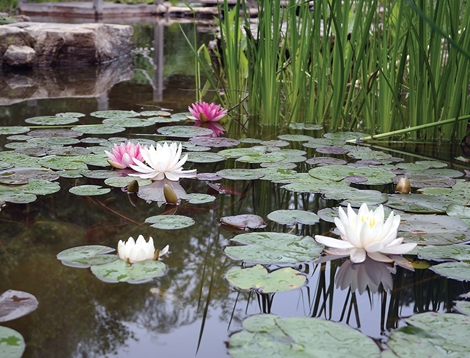 A combination of water lilies and sweetflag provides color to the shallow side of the pond.
