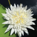 best_overall_star-white_