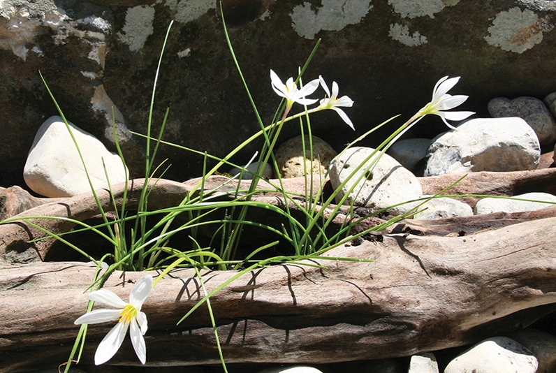 Zephyranthes candida, or Rain Lily is a delightful little plant that looks like a clump of chives until late summer, when crisp white flowers emerge. They add a happy splash of color just as everything else in the garden pond is beginning to look tired.