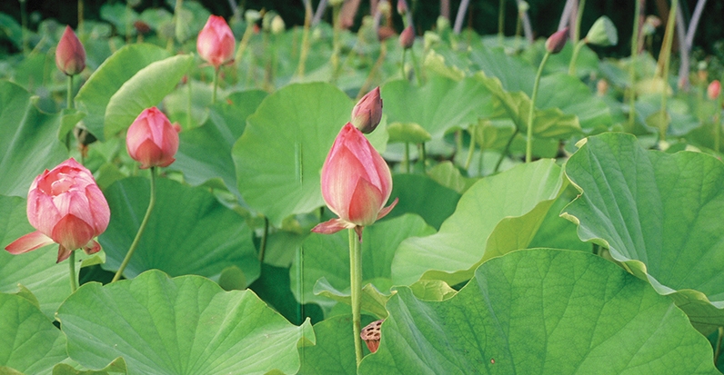 A Summer Lotus growing bed.