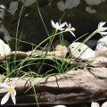 Zephyranthes candida, or Rain Lily is a delightful little plant that looks like a clump of chives until late summer, when crisp white flowers emerge. They add a happy splash of color just as everything else in the garden pond is beginning to look tired.