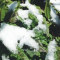 Rumex sanguineus, Water Dock or Bloody Dock. Late snow falls on early risers.