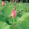 A Summer Lotus growing bed.