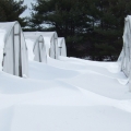 Plants that are zone hardy do not require winter protection, nor should they be dropped to the bottom of the pond.