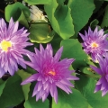 Tropical water lilies are also a prime candidate for dormant tuber storage.