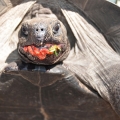 Turtle munching on strawberries.