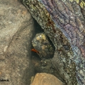 Peek-a-boo. (Photo Credit: Gary Wittstock)