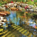 Natural koi ponds can also provide nutrients for the garden.