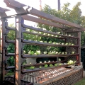 The goldfish pond inside the bottom enclosure produces nutrients for 80 heads of lettuce in the tubes above.