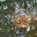 The Greater Kansas City Water Garden Society