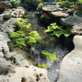 Living the Pond Life!