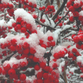 BERRIES IN WINTER