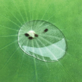 LOTUS LEAF