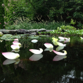 FLOATING LOTUS PETALS