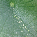 LOTUS LEAF IN FOG