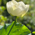 LOTUS FLOWER WITH BACK LIGHTING