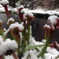 FOLIAGE IN WINTER