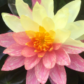 SURPRISING  WATER LILIES