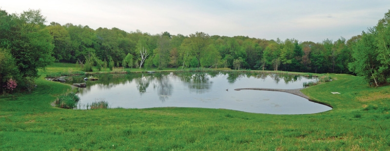 This swimming pond is in upper New York. It is now two years old, and the shoreline plants are just emerging from an extreme winter. This pond has an architectural peninsula that can be seen extending out into the pond a considerable distance, with lawn to the edge and a small island. The pond is approximately 1.25 acres and 9 feet at the deepest point.