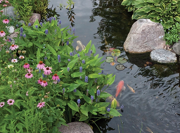 Leave plenty of room for aquatic plants which help naturalize the pond and make it look like it’s always been part of the landscaping.