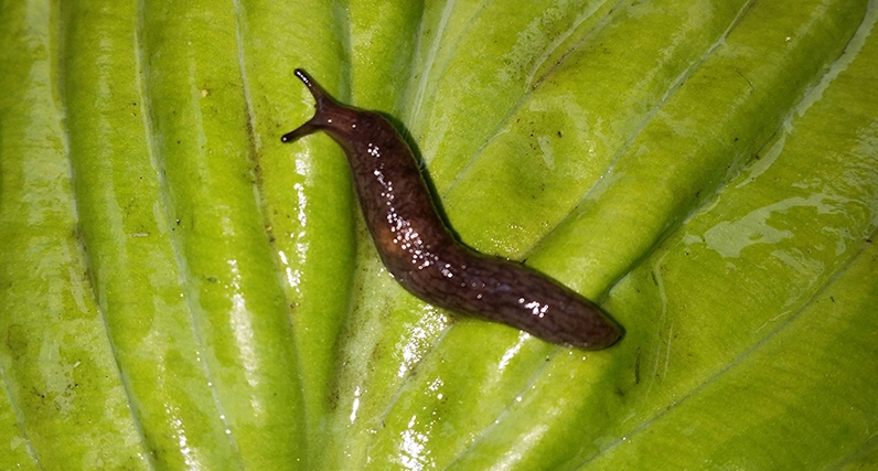 Slugs are one of the favorite foods of toads. What a great natural predator!