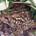 Froggy come a calling for insects!