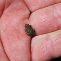 1509toadgal004