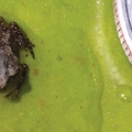 1509toadgal005