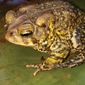 Ribbit!