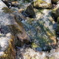 2009gsflow006