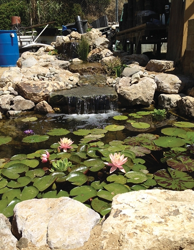 This custom display pond shows off Sunland Water Gardens’ custom pond-building capabilities.
