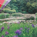 This pond in this calendar photo is so beautiful that I have kept the calendar since 2001. It still reminds me about the power of simple color combinations and mass plantings. Photos such as these are perfect for creating color harmonies.