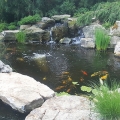 This extreme pond "makeover" includes a 14-by-30-foot, koi mansion with 5 feet of depth — plenty of volume for its new residents.