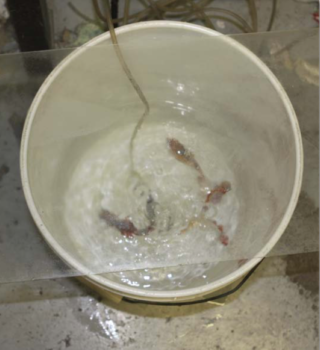 goldfish gallon bucket