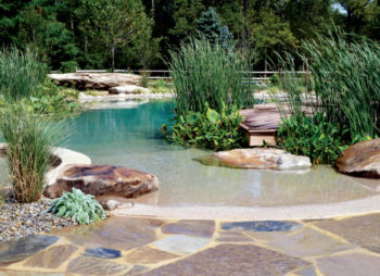 Pond Or Pool The Fierce And Divisive Swim Pond Debate Pond Trade