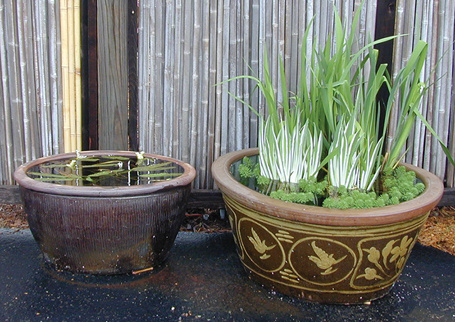 Pots use the pavement’s radiated heat to jump-start spring at this water garden center. (Photo courtesy Paula Biles)