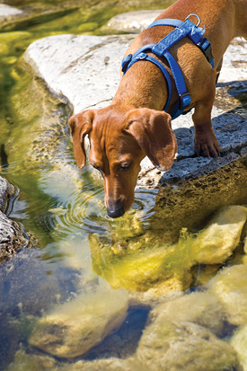 A dachshund takes a drink from murky pond water.