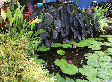 Can you spot the filter in this pond? It's all along the edges of the pond! (Click Image to Expand)