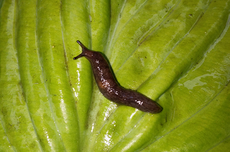 Slugs are one of the favorite foods of toads. What a great natural predator!