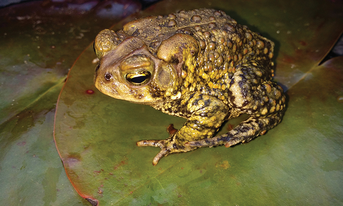 Toad beauty