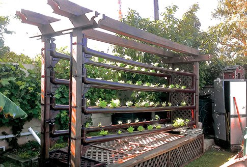 The goldfish pond inside the bottom enclosure produces nutrients for 80 heads of lettuce in the tubes above.