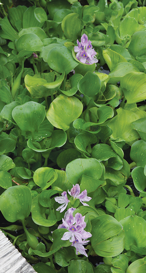 Water Hyacinth roots provide a natural biofilter for ponds. They not only utilize ammonia and other toxic byproducts of fish waste as well as organic matter decomposition, but they also provide a home for all kinds of small critters. These critters are the pond's natural ecosystem. 