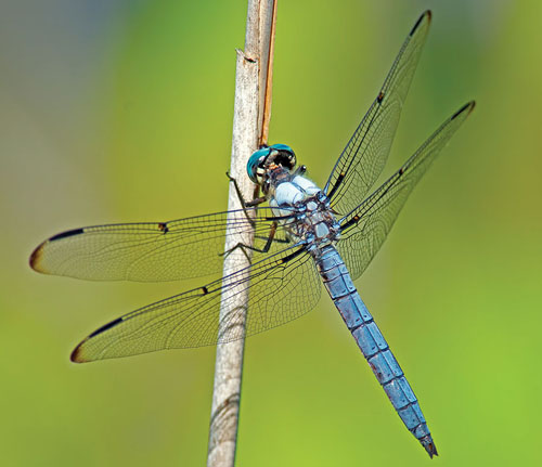 Blue Dasher Dragonfly clinging to a phragmite